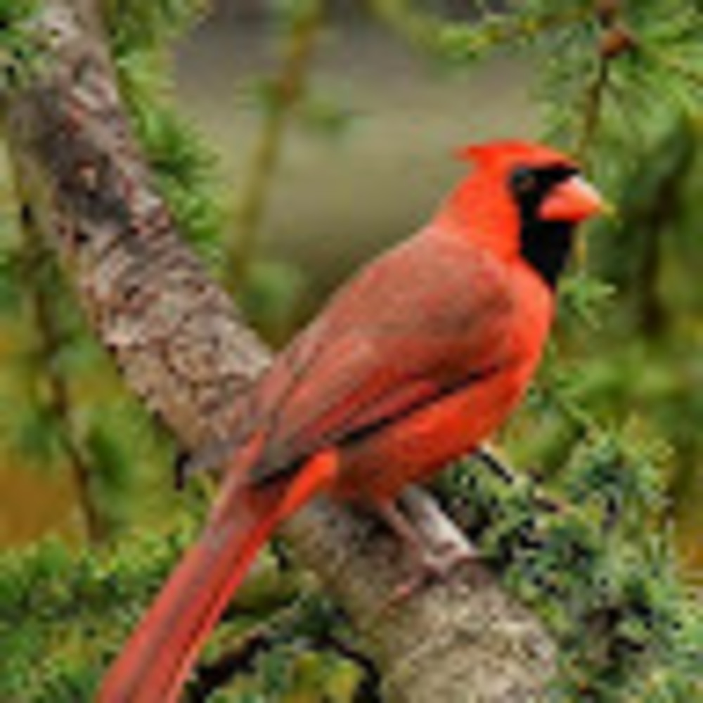 Meet your Posher, Domigene